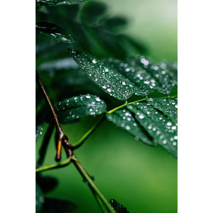 Blätter im Regen